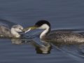 Western Grebe