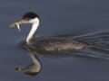 Western Grebe
