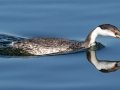 Western Grebe