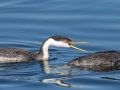 Western Grebe