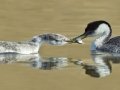 Western Grebe