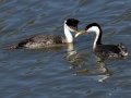 Western Grebe