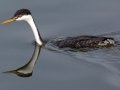 Western Grebe