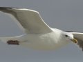 Western Gull