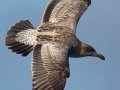 Western Gull