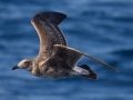 Western Gull