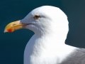 Western Gull