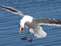 Western Gull