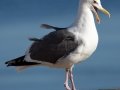 Western Gull