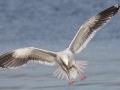 Western Gull
