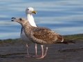 Western Gull