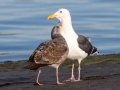 Western Gull