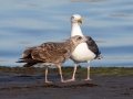 Western Gull