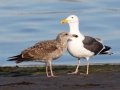 Western Gull