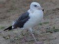 Western Gull
