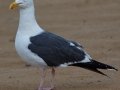 Western Gull