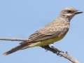 Western Kingbird