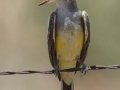 Western Kingbird