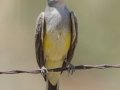 Western Kingbird