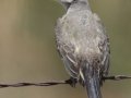 Western Kingbird