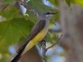 Western Kingbird
