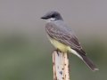 Western Kingbird