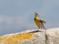 Western Meadowlark - Ramona Grasslands Preserve--Wildflower Loop, San Diego, California, 3/19/2013