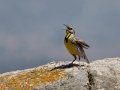 Western Meadowlark - Ramona Grasslands Preserve--Wildflower Loop, San Diego, California, 3/19/2013