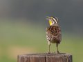 Western Meadowlark - Ramona Grasslands Preserve--Wildflower Loop, San Diego, California, 3/19/2013