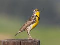 Western Meadowlark - Ramona Grasslands Preserve--Wildflower Loop, San Diego, California, 3/19/2013