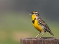 Western Meadowlark - Ramona Grasslands Preserve--Wildflower Loop, San Diego, California, 3/19/2013