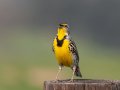 Western Meadowlark - Ramona Grasslands Preserve--Wildflower Loop, San Diego, California, 3/19/2013