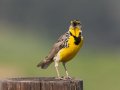 Western Meadowlark - Ramona Grasslands Preserve--Wildflower Loop, San Diego, California, 3/19/2013