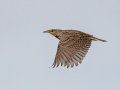 Western Meadowlark - Jacumba  fields, San Diego, California , 11/19/2018