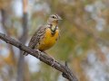 Western Meadowlark - Jacumba  fields, San Diego, California , 11/19/2018