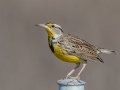 Western Meadowlark - Fort Rosecrans National Cemetery (no birding 8a-5p), San Diego, California, 12/14/2019