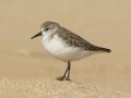 Western Sandpiper