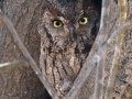 Western Screech-Owl