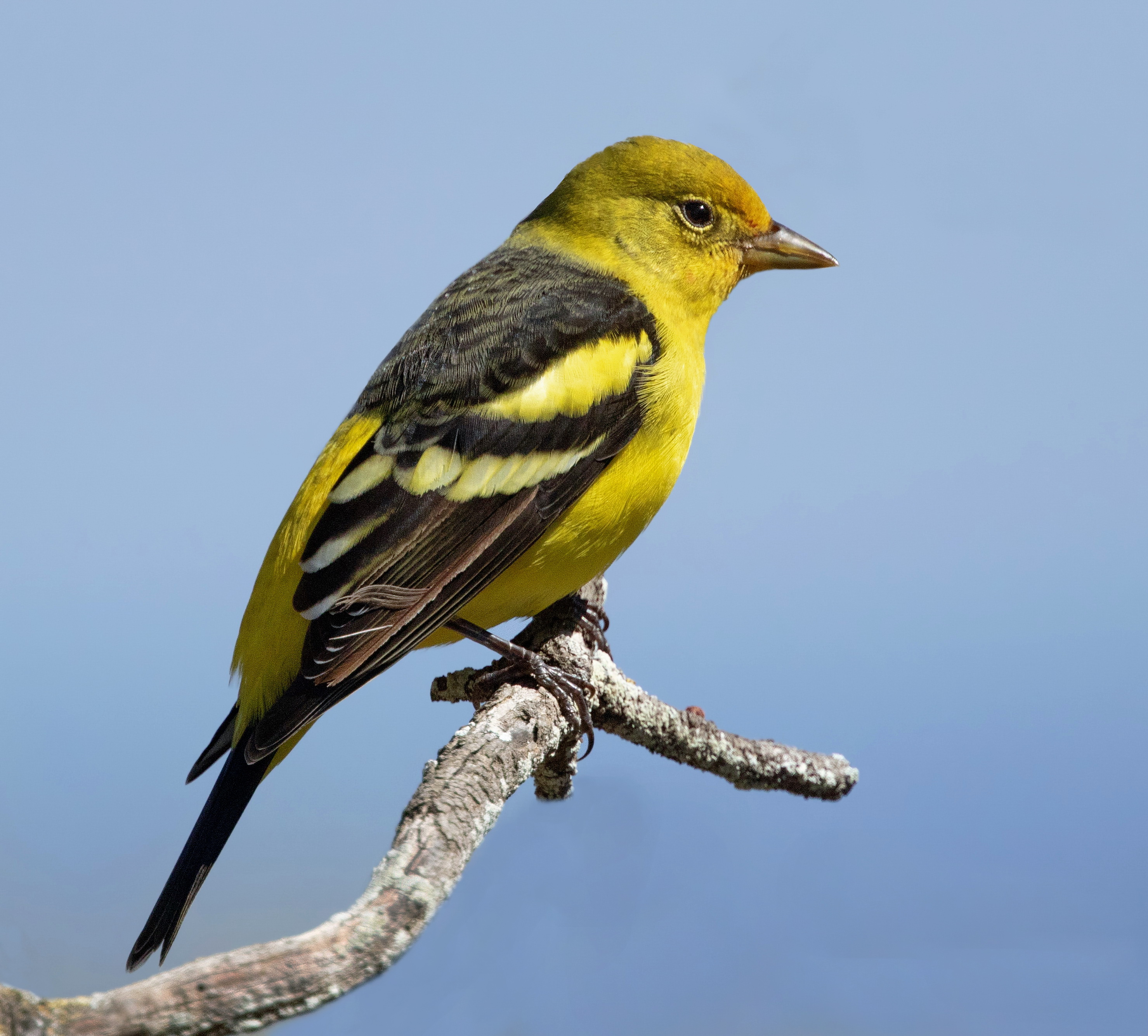 Western Tanager San Diego Bird Spot