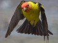 Western Tanager