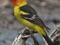 Western Tanager