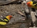 Western Tanager