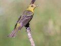 Western Tanager