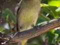 Western Tanager