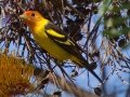 Western Tanager
