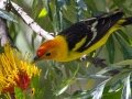 Western Tanager