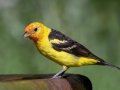 Western Tanager