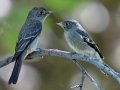 Western Wood-Pewee