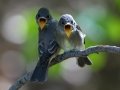 Western Wood-Pewee