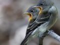 Western Wood-Pewee